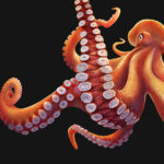 Final_Art_Jellyfish_Octopus-2