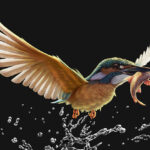 Final_Art_King_Fisher_Flag_Iris-2